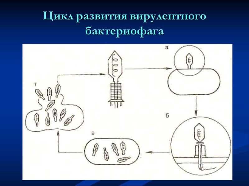 Цикл развития вирулентного бактериофага